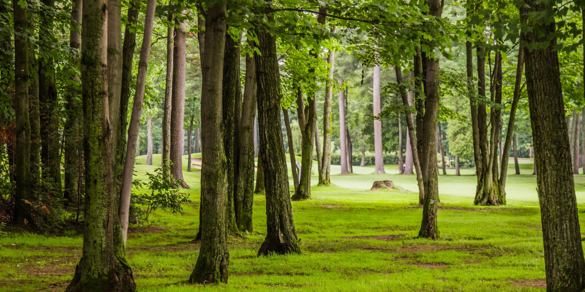 in-the-woods-of-golf-course-2023-11-27-05-11-52-utc